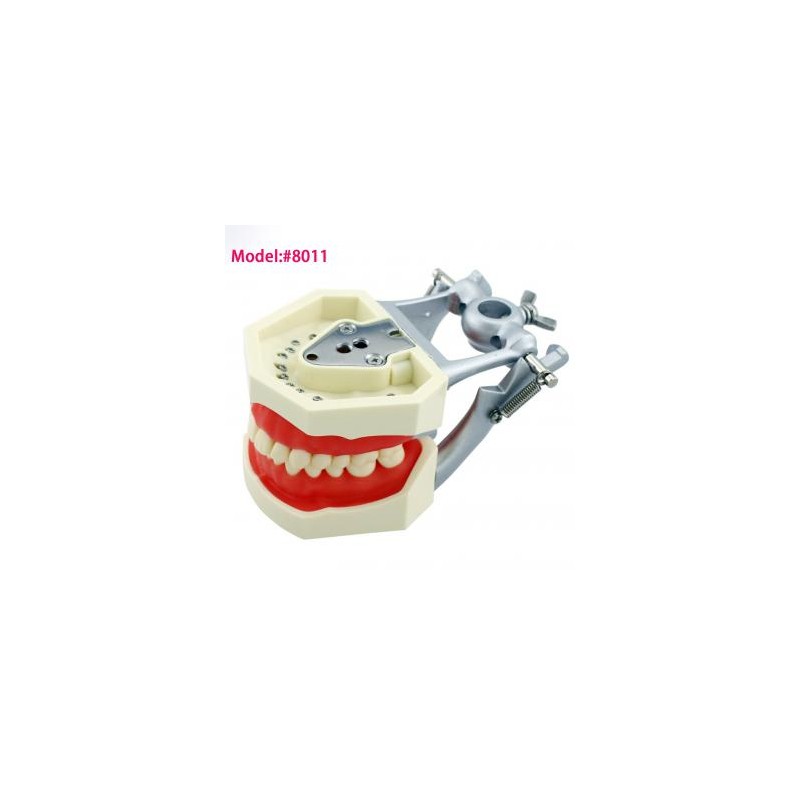 Fantoma Modelo de Práctica Compatible con Kilgore Nissin 200 28 Pcs Reemplazo de Dientes