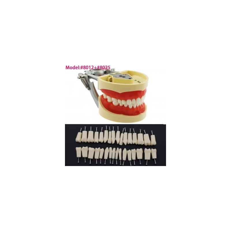 Fantoma Modelo de Práctica 32Pcs Reemplazar los Dientes compatible con Kilgore Nissin 200