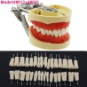 Fantoma Modelo de Práctica 32Pcs Reemplazar los Dientes compatible con Kilgore Nissin 200