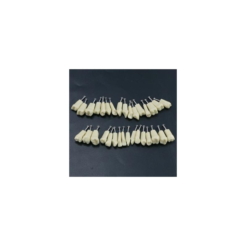 Modelo restaurador de tipodonto dental con 32 piezas de dientes removibles compatibles con Frasaco AG3