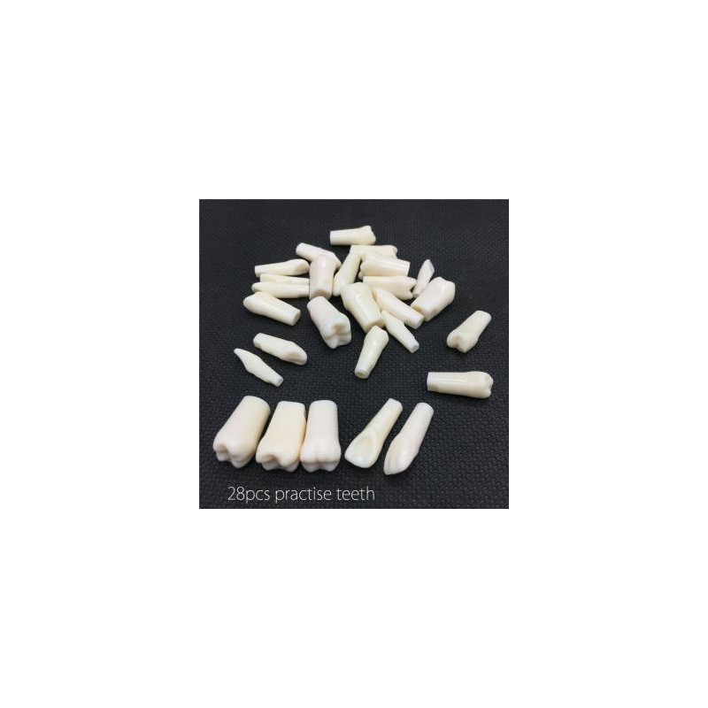 Dientes Reposición Tipo para Fantoma dental compatible con Kilgore Nissin 200