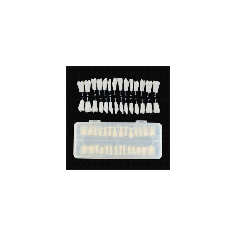 Reemplazo de dientes de tipodonto dental con tornillo Fit 28 piezas dientes Frasaco ANA-4 Typodont