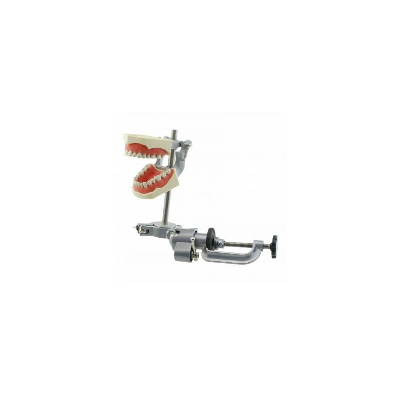 Modelo de tipodonto dental con práctica de montaje en poste Modelo de dientes de 32 piezas