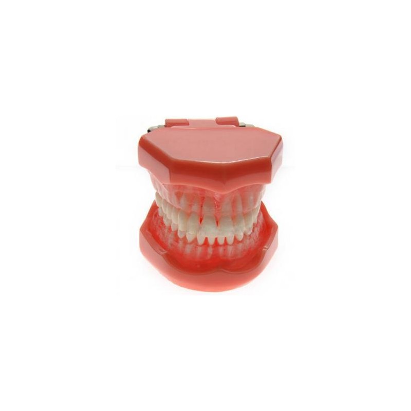 Modelo dental Extraíble Estándar